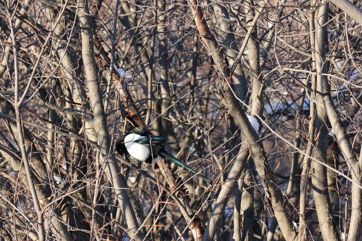 Сорока канадська - ML646158466