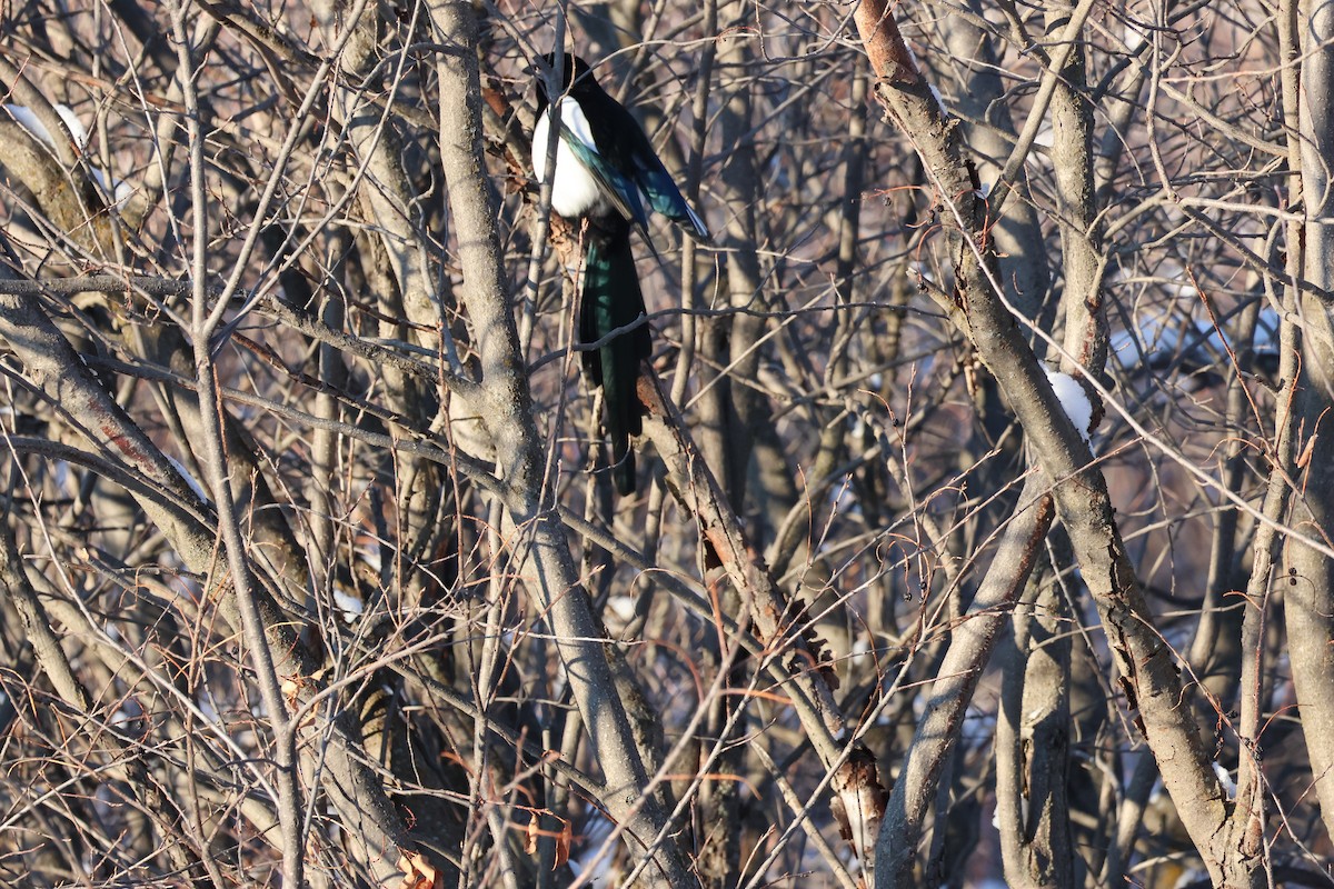 Сорока канадська - ML646158467