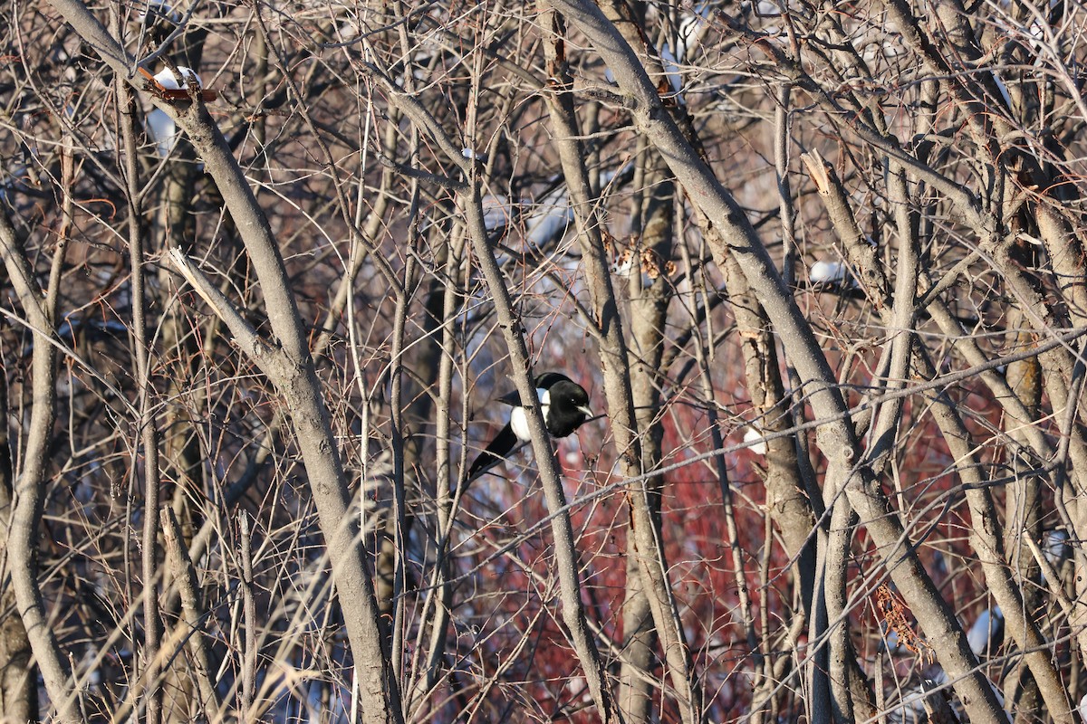 Сорока канадська - ML646158468