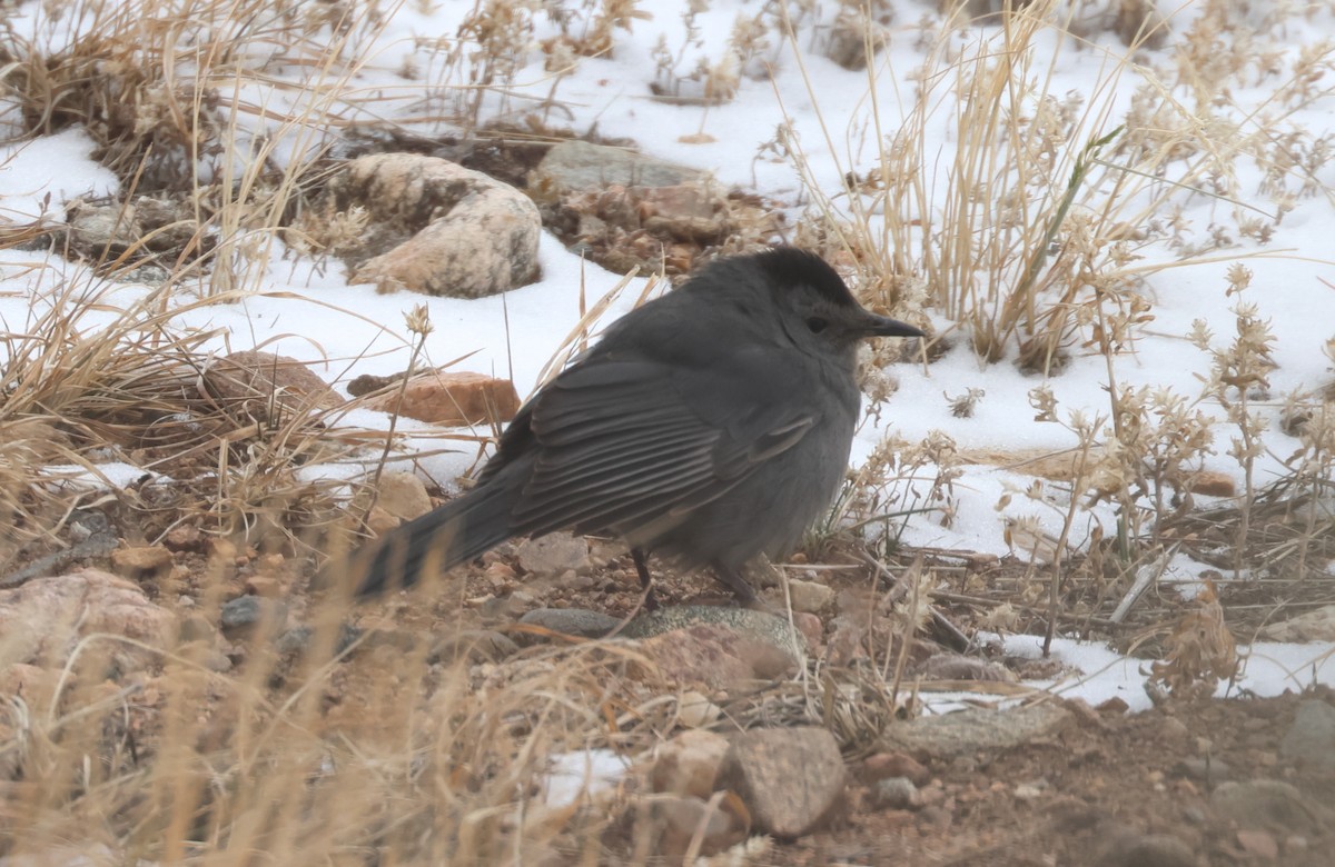 Gray Catbird - ML646158472