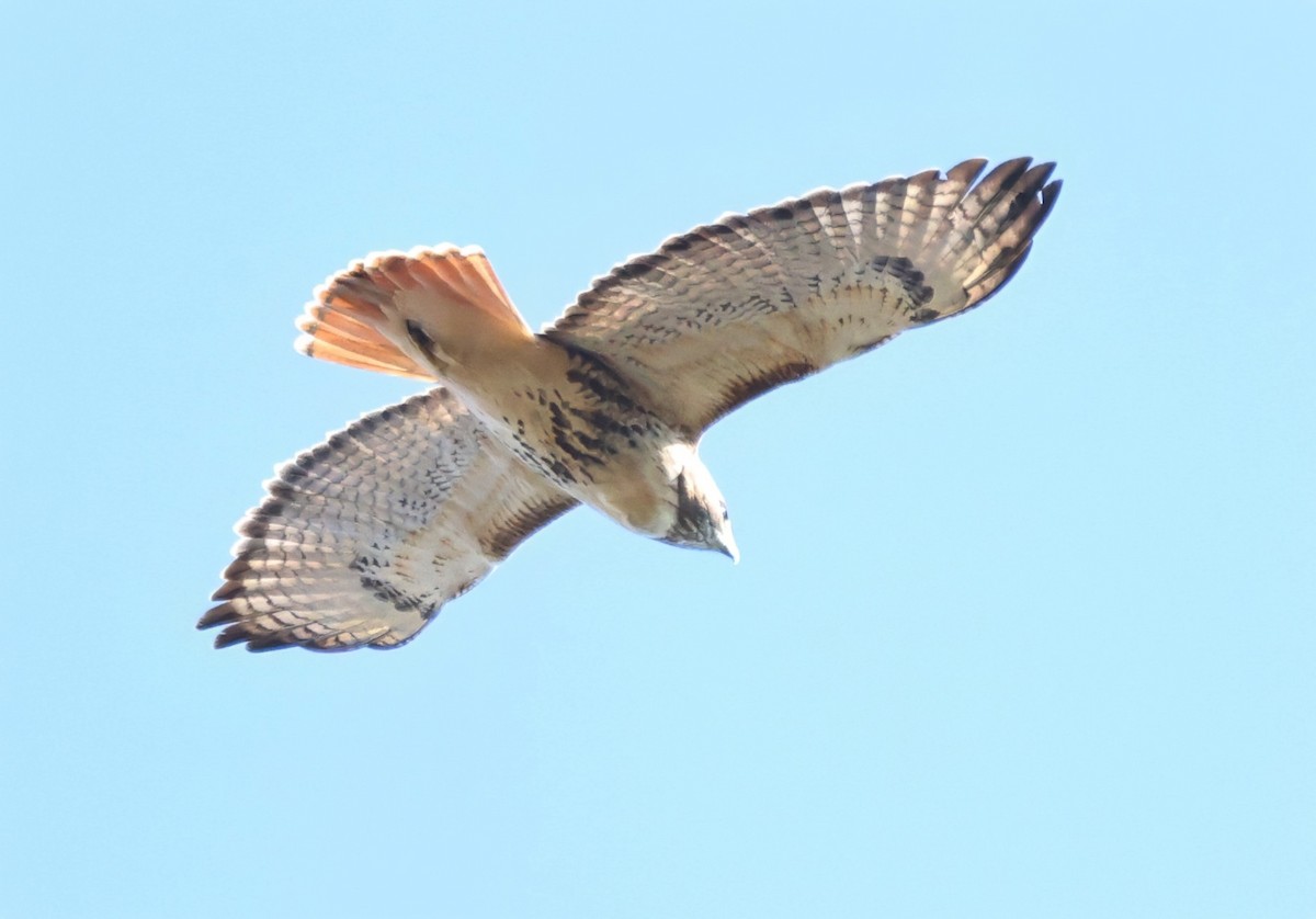 Red-tailed Hawk (abieticola) - ML646158476