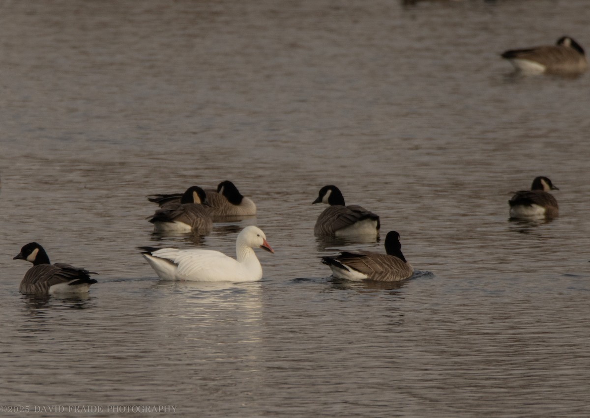 Oca delle nevi - ML646158478