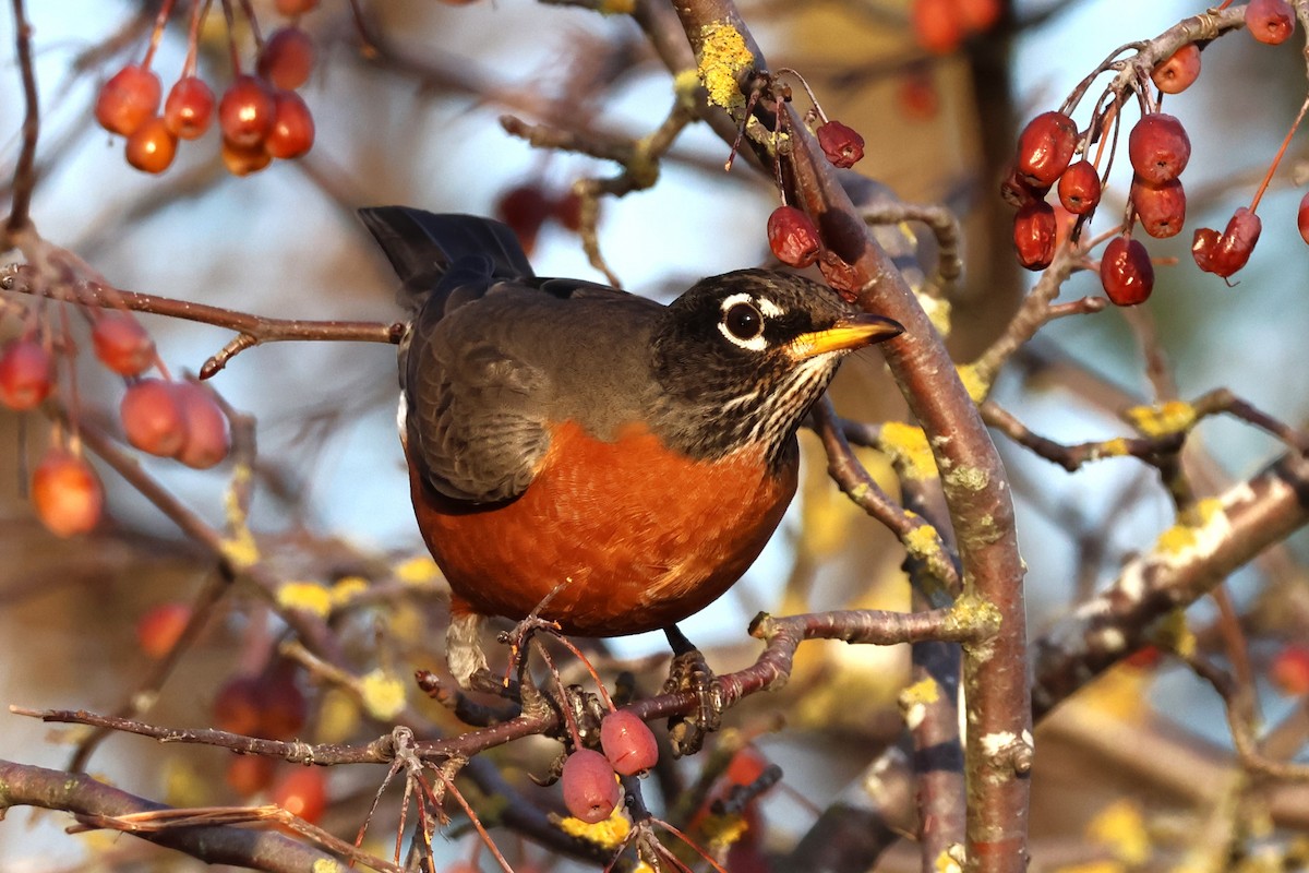 American Robin - ML646158488