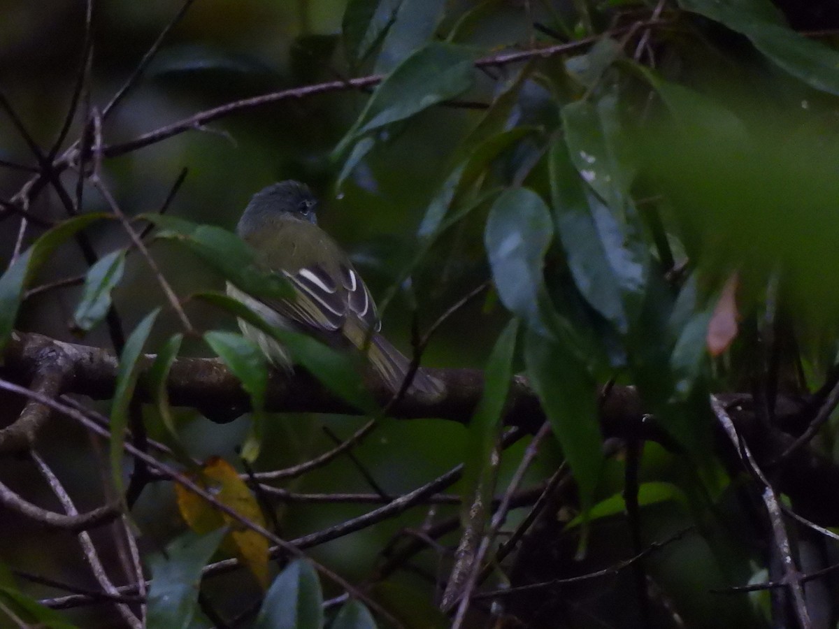 Tyranneau jaune-olive - ML646158489