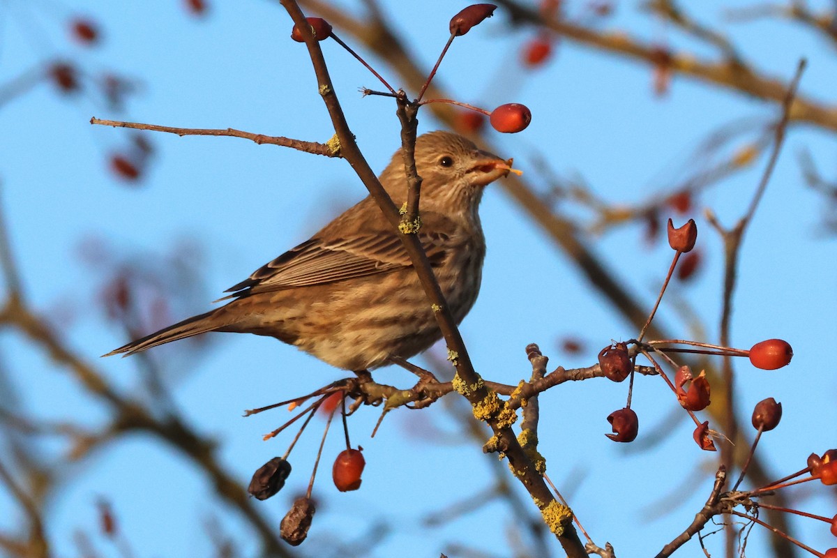 House Finch - ML646158491