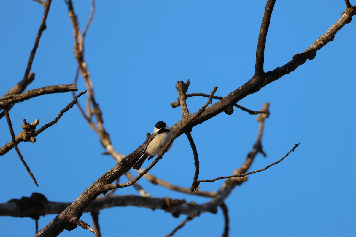 Black-capped Chickadee - ML646158496