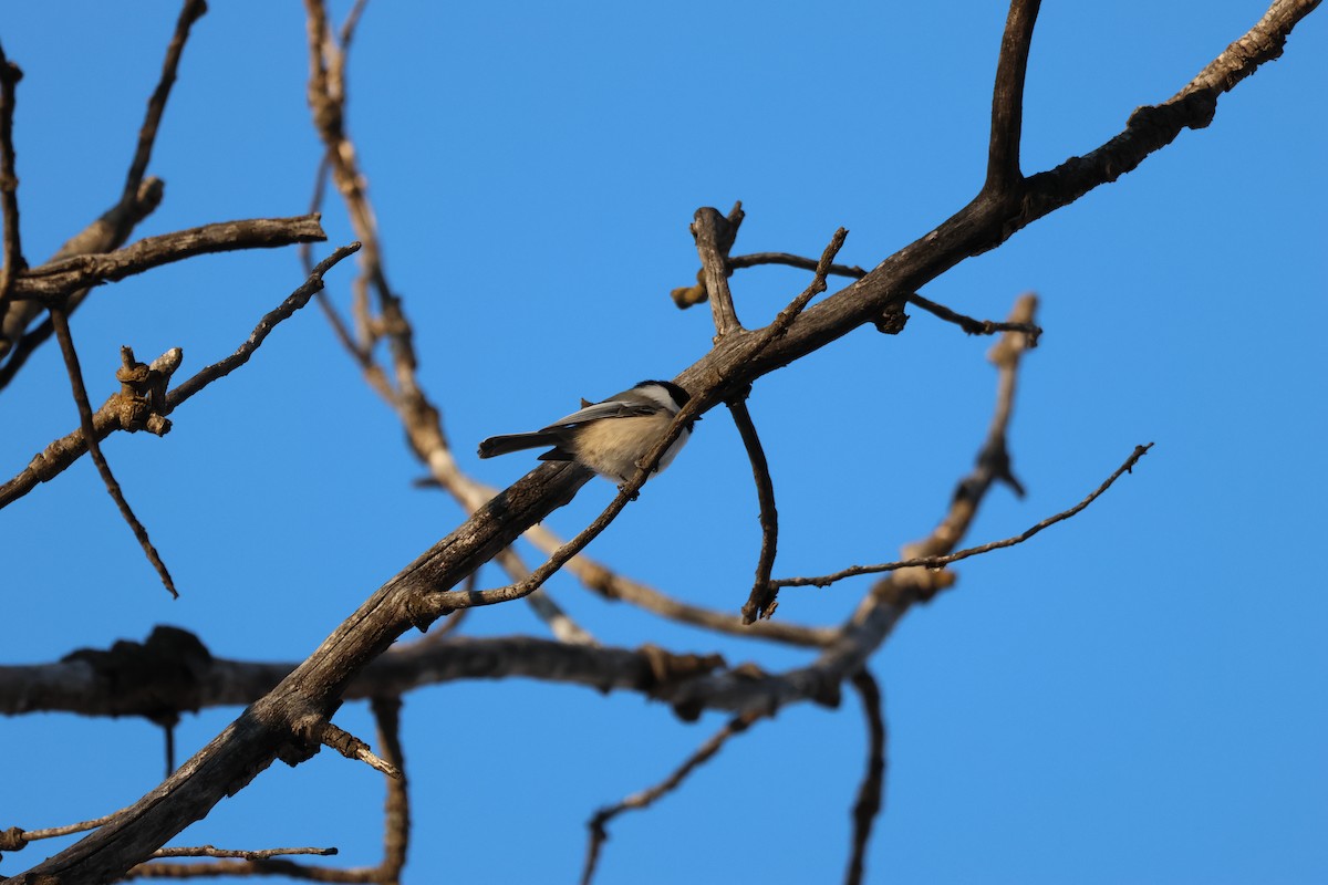 Black-capped Chickadee - ML646158497