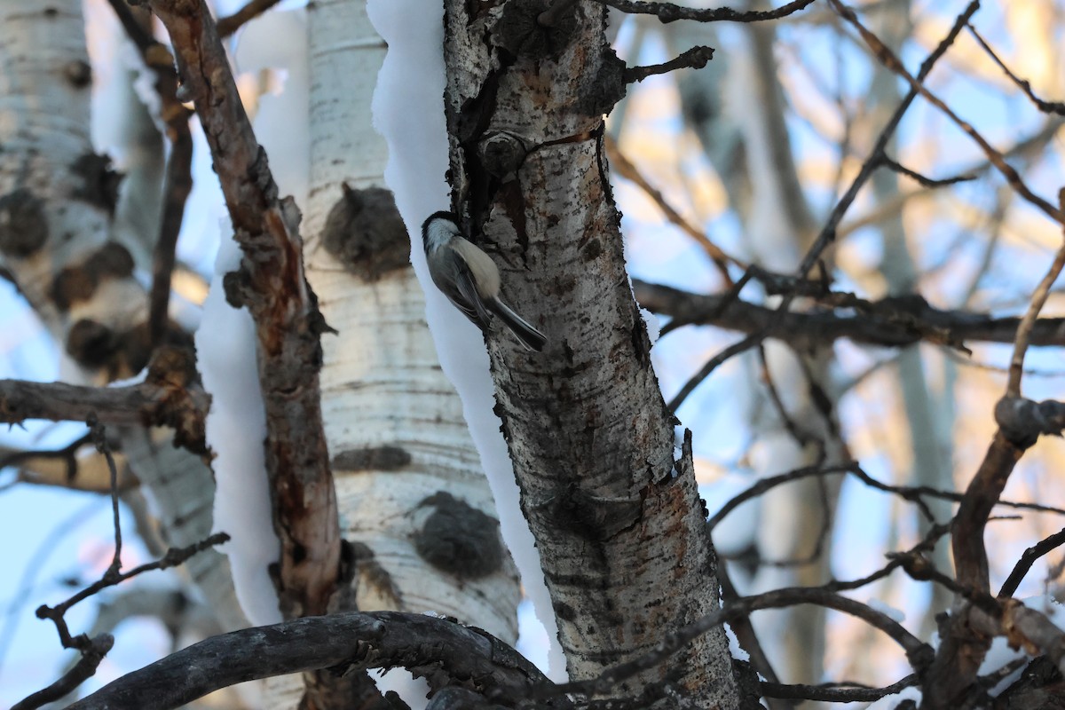 Black-capped Chickadee - ML646158498