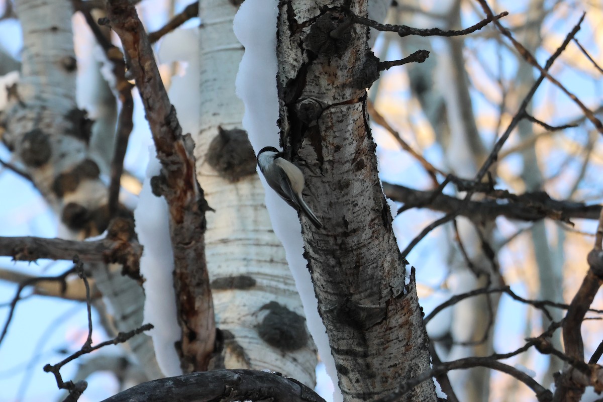 Black-capped Chickadee - ML646158499
