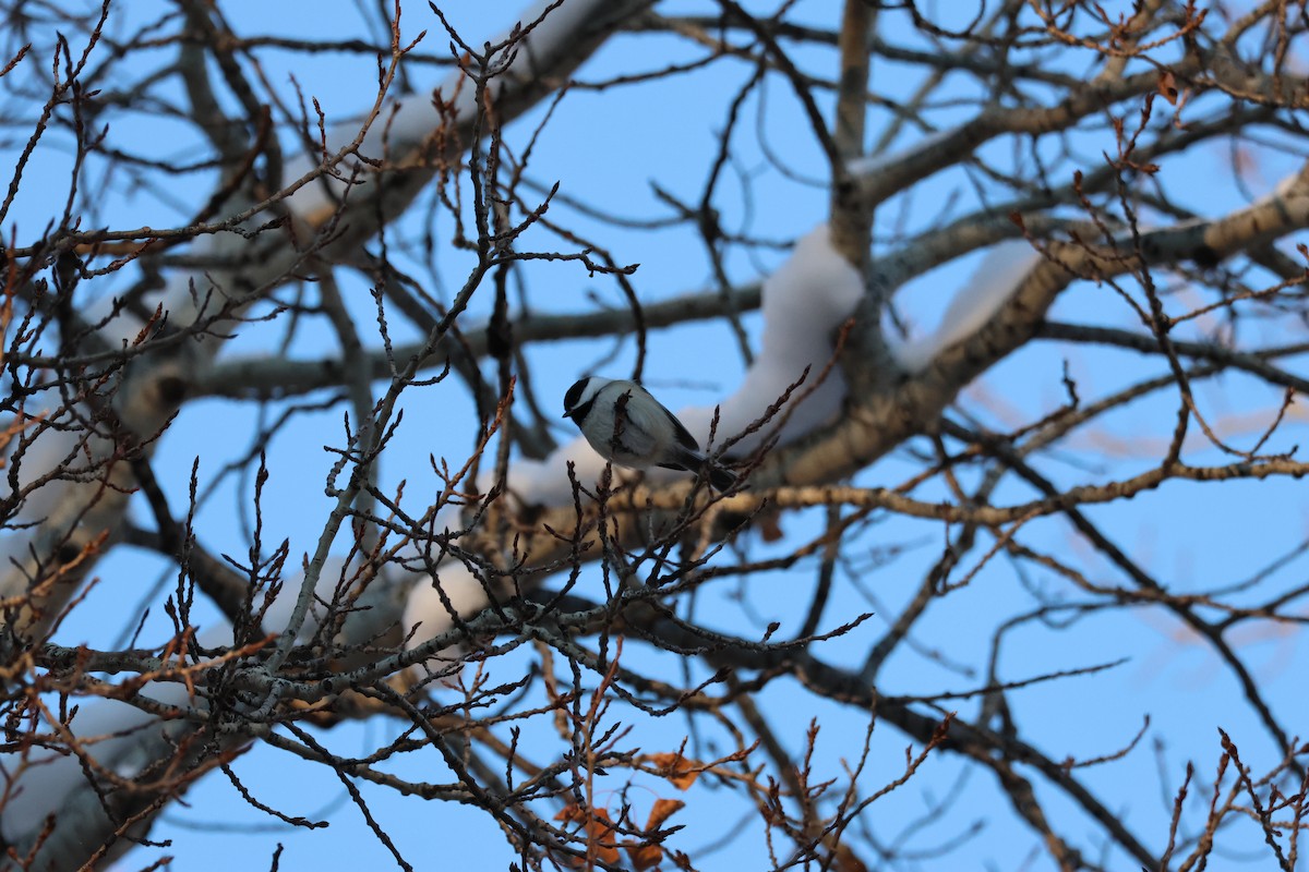 Black-capped Chickadee - ML646158500