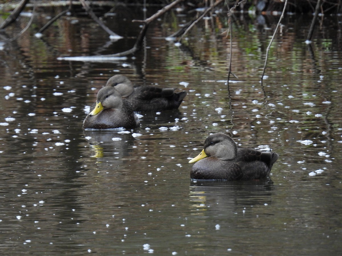 American Black Duck - ML646158501