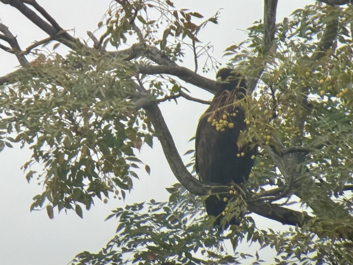 Greater Spotted Eagle - ML646158517
