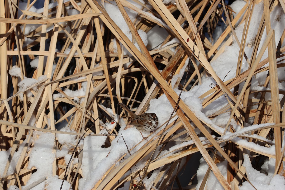 Song Sparrow - ML646158518