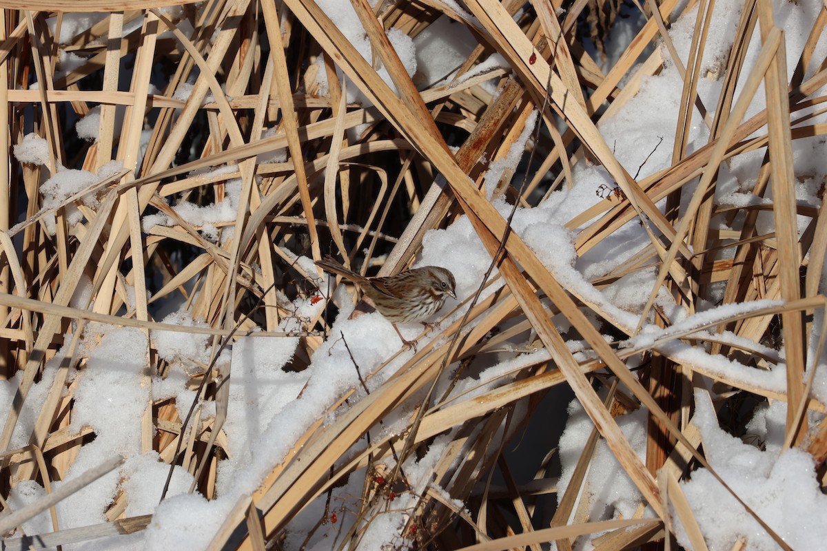 Song Sparrow - ML646158519
