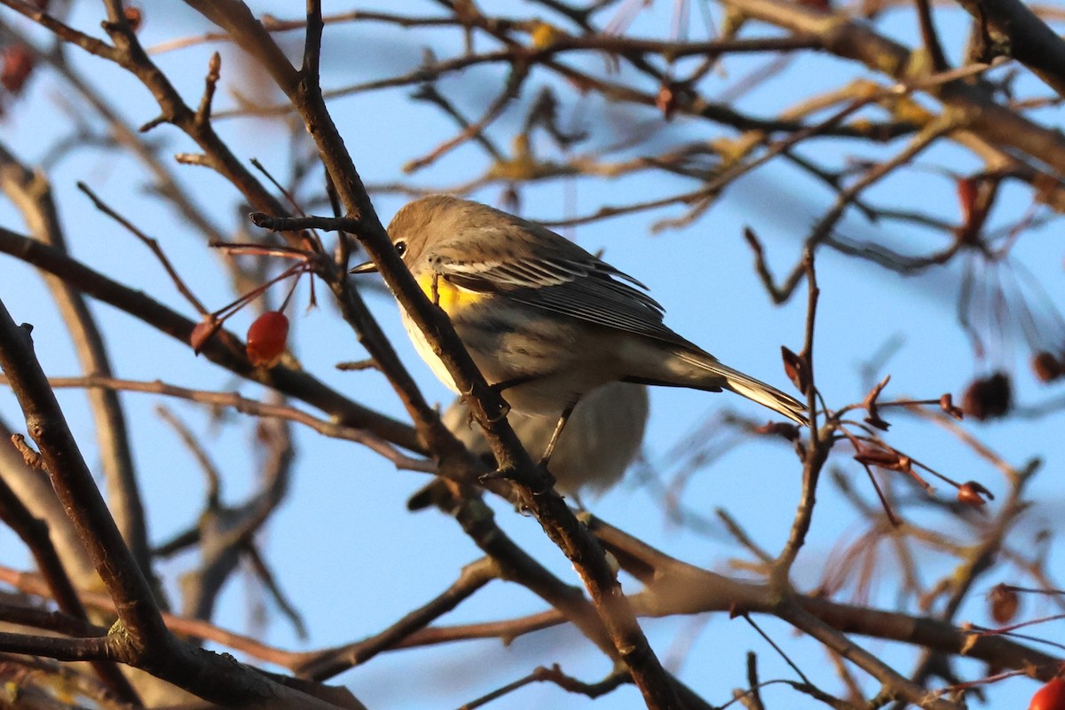 Yellow-rumped Warbler - ML646158522