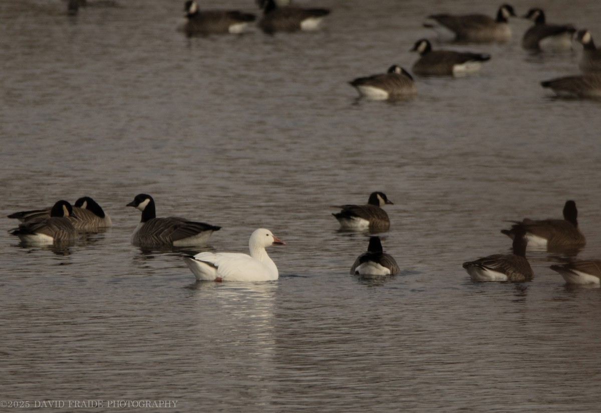 Oca delle nevi - ML646158530