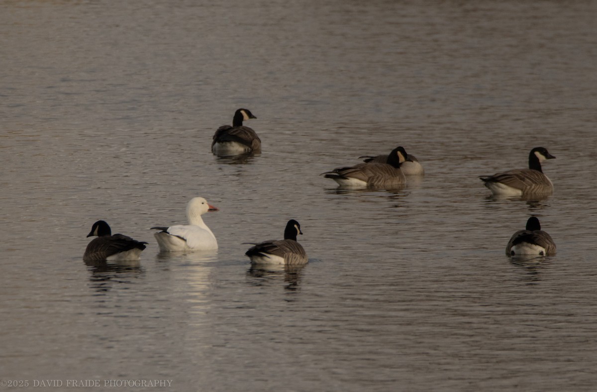 Oca delle nevi - ML646158531