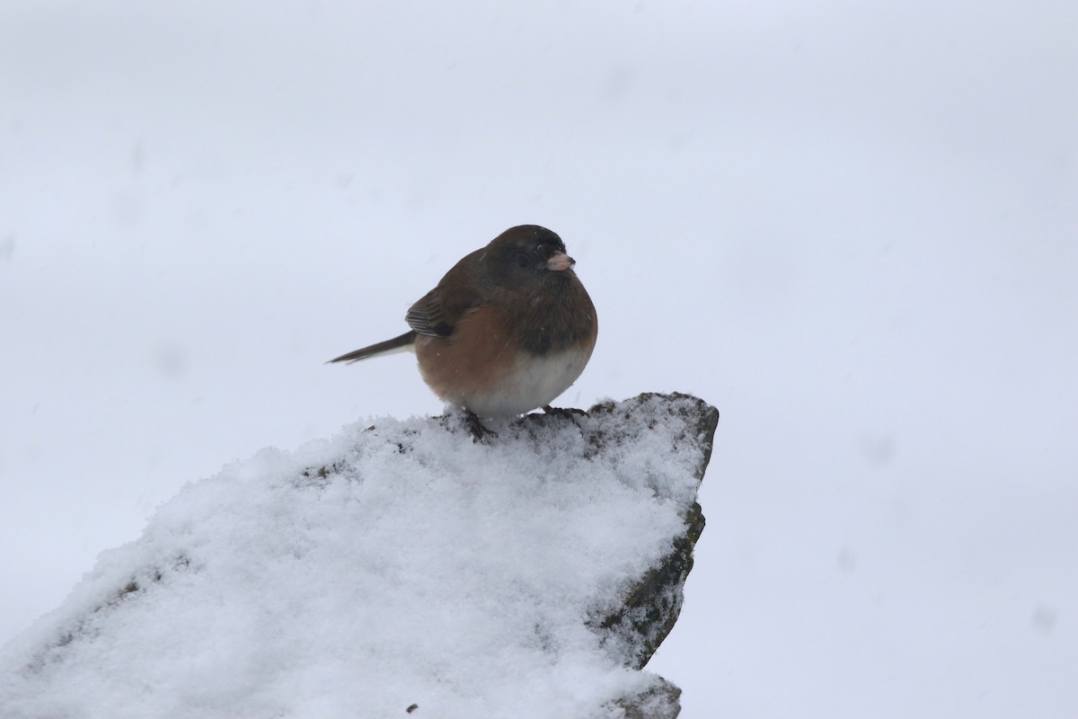 Dark-eyed Junco (Oregon) - ML646158534