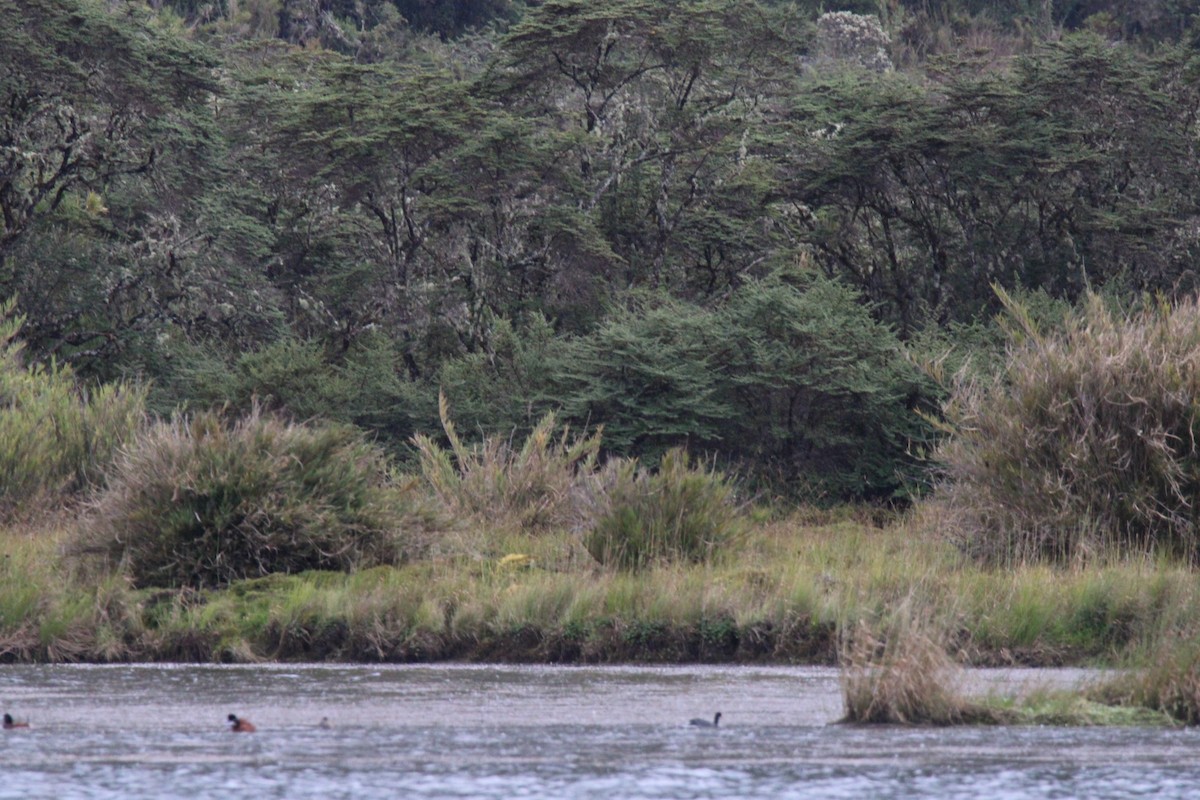 Andean Duck (andina) - ML646158537