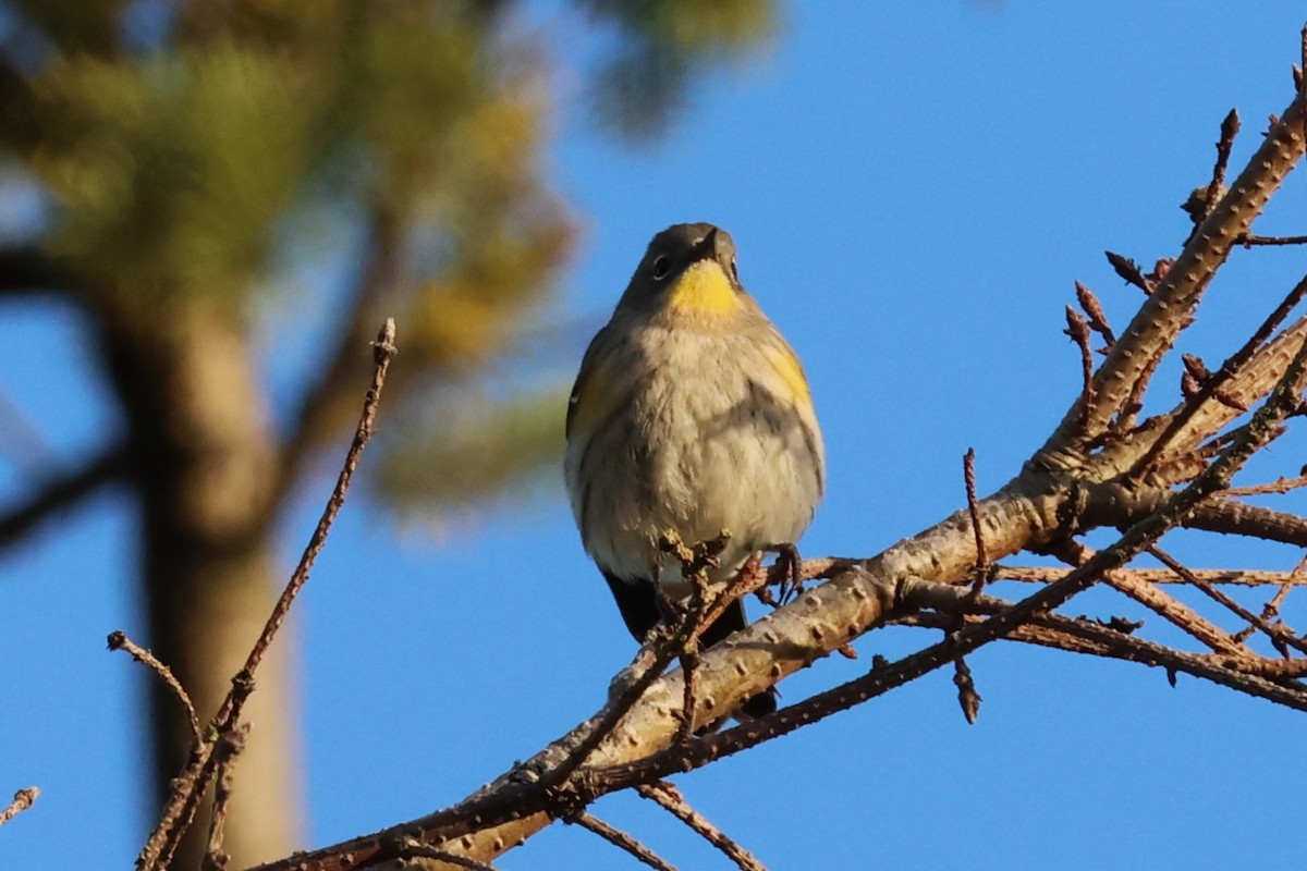 Yellow-rumped Warbler - ML646158540