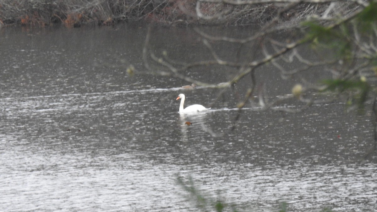 Cigno reale - ML646158560