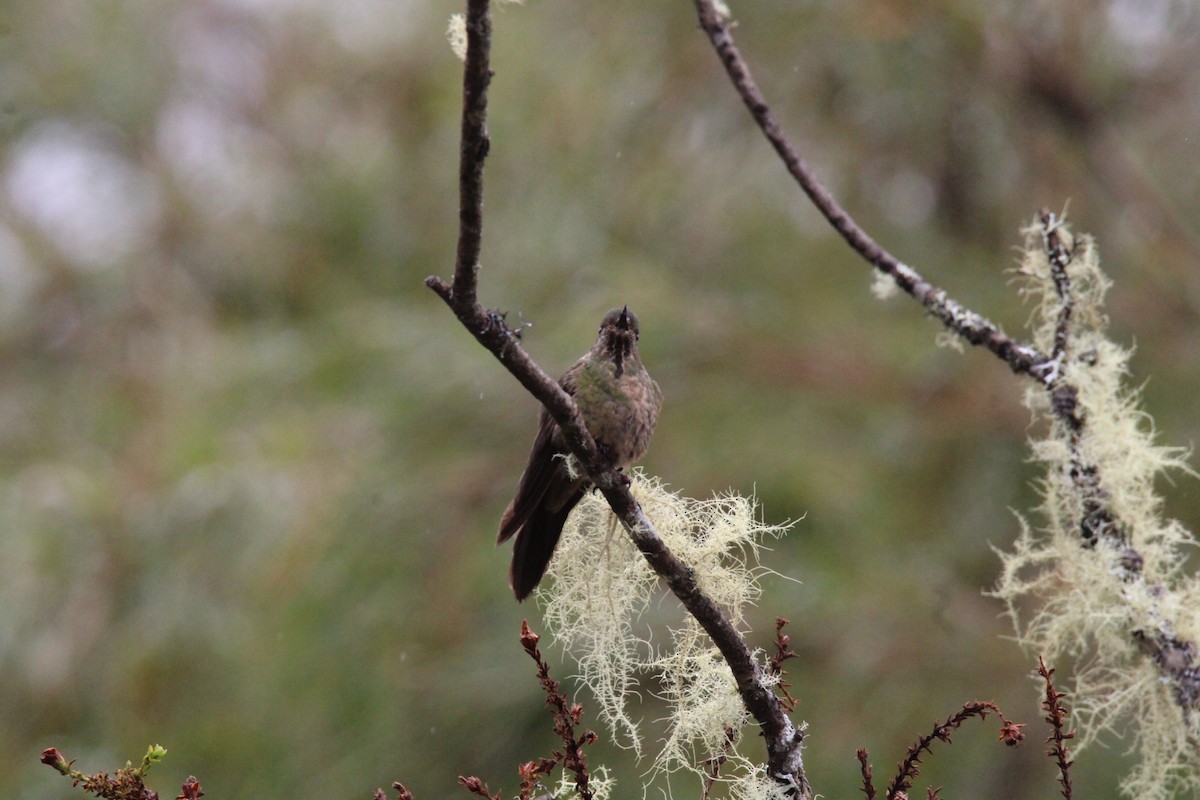 Bronze-tailed Thornbill - ML646158570