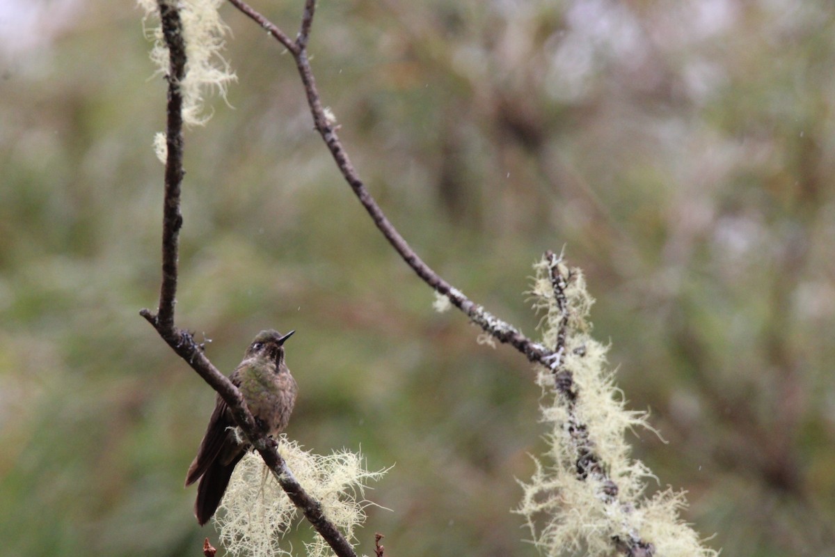 Bronze-tailed Thornbill - ML646158571