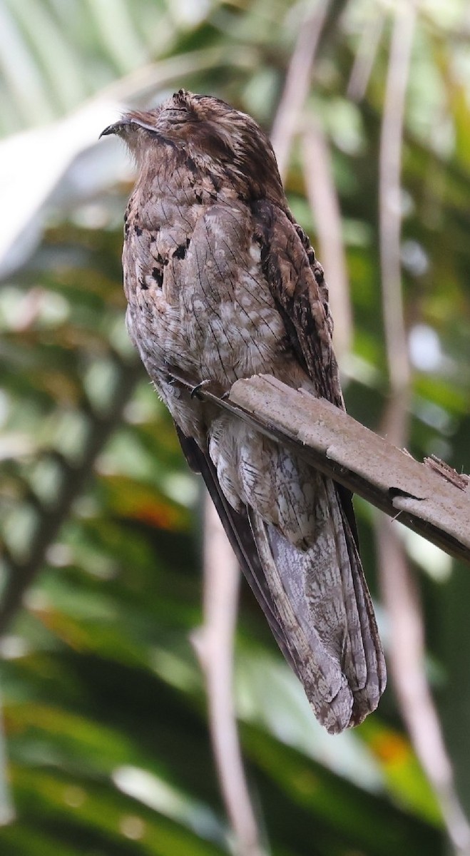 Northern Potoo - ML646158576