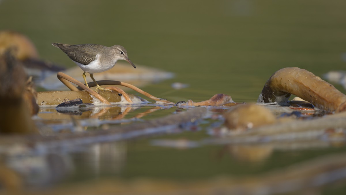 ביצנית נקודה - ML646158584