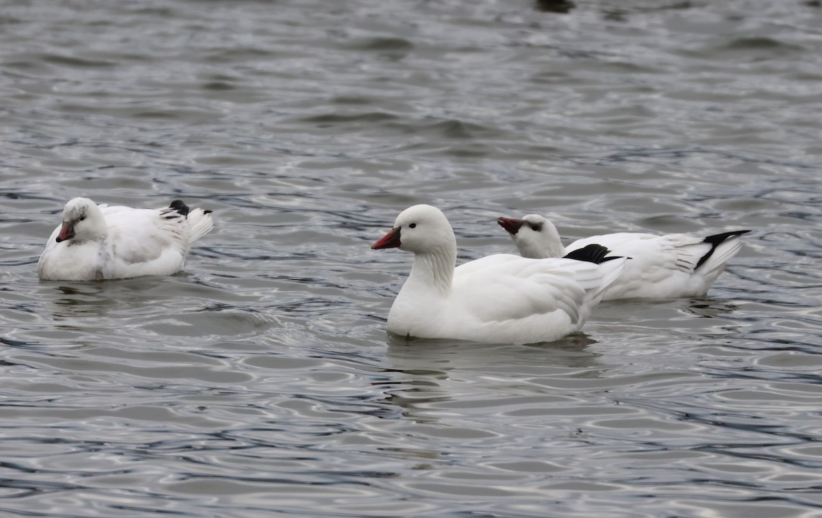 Snow Goose - ML646158585