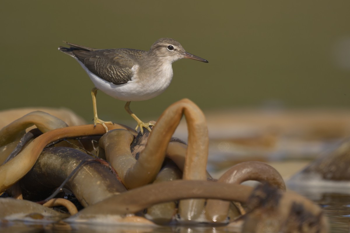 ביצנית נקודה - ML646158587