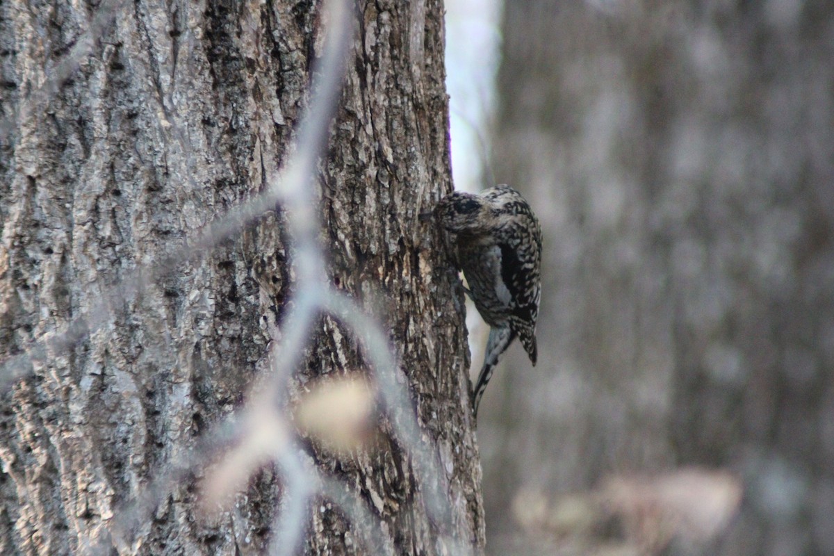 Yellow-bellied Sapsucker - ML646158590