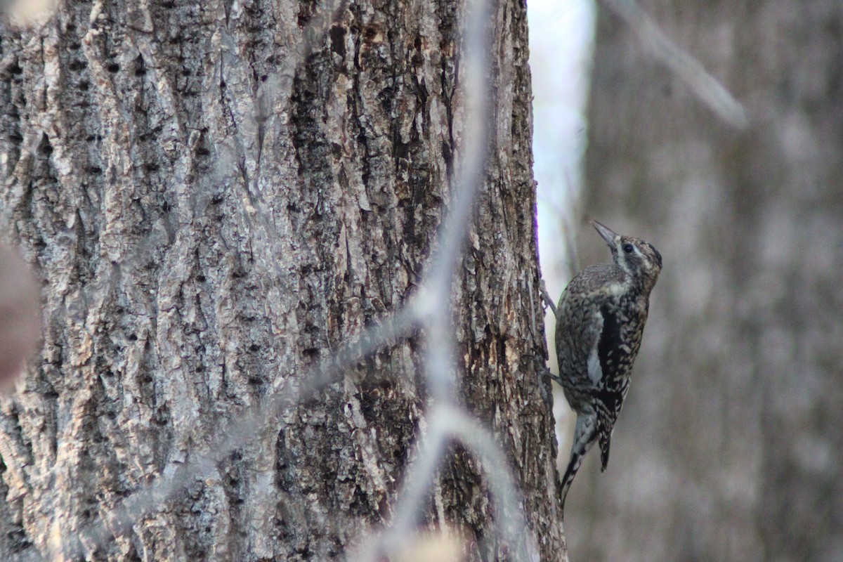 Yellow-bellied Sapsucker - ML646158592