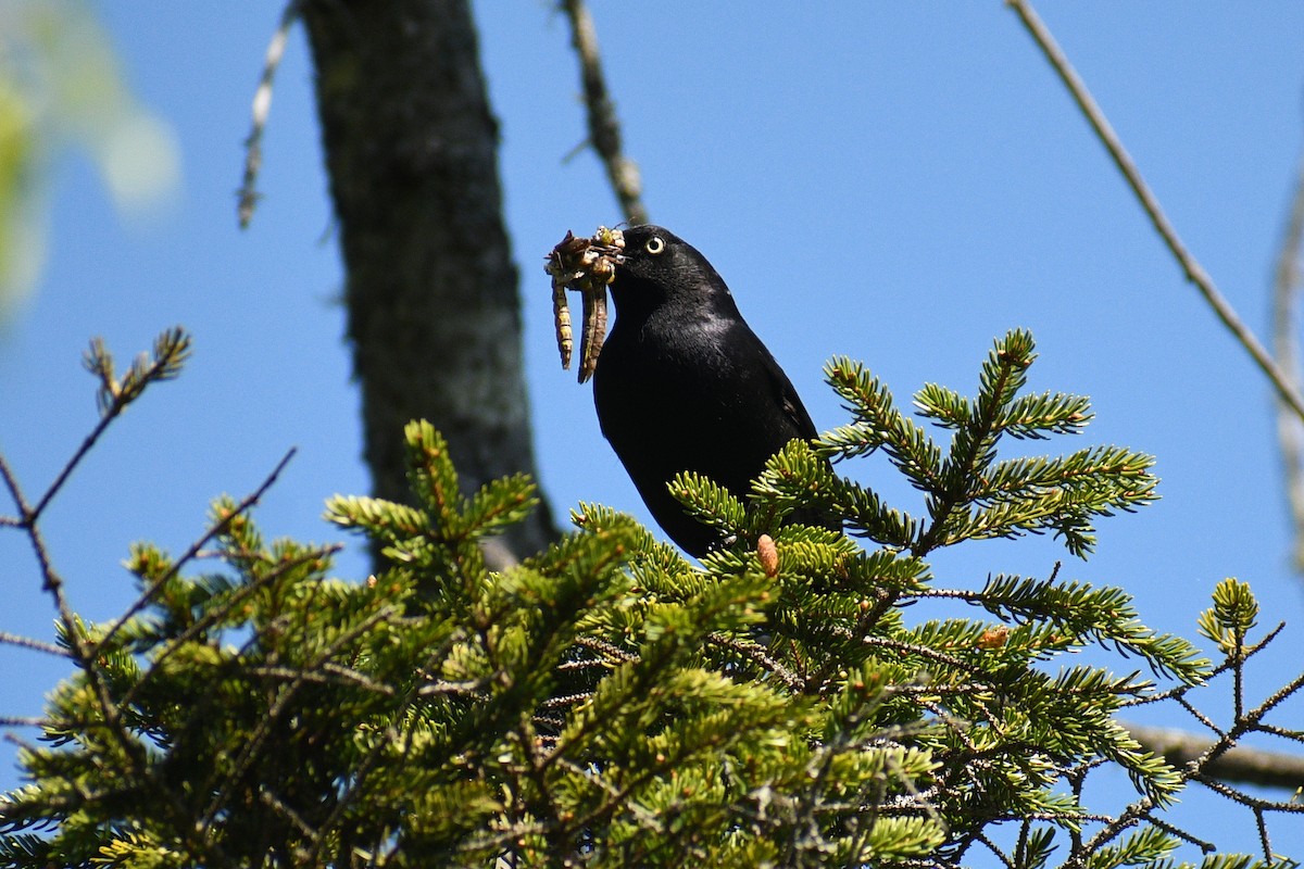 Rusty Blackbird - ML646158596