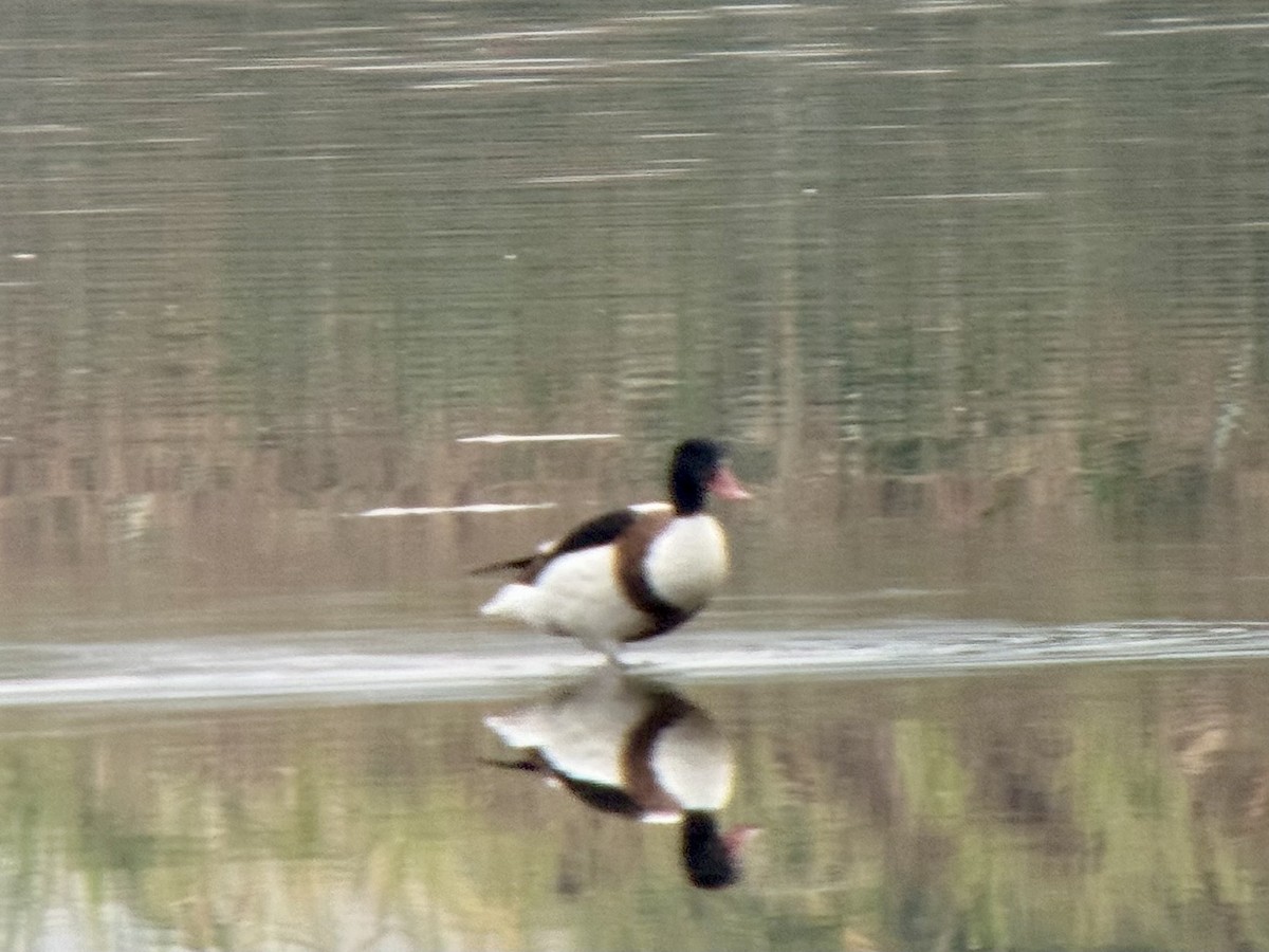 Common Shelduck - ML646158600