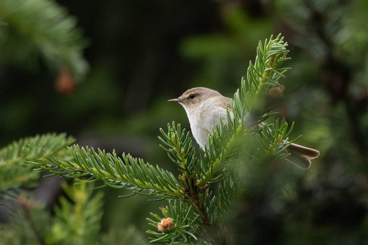 Common Chiffchaff (Common) - ML646158601