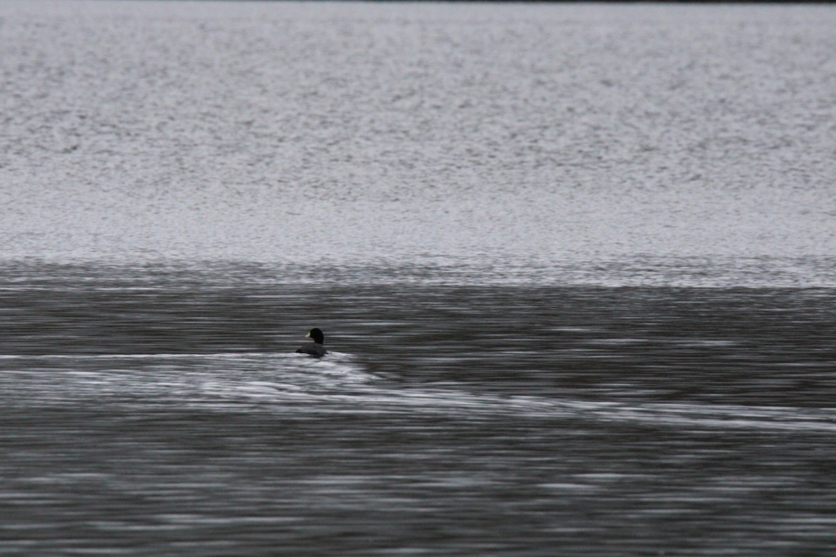 American Coot - ML646158603