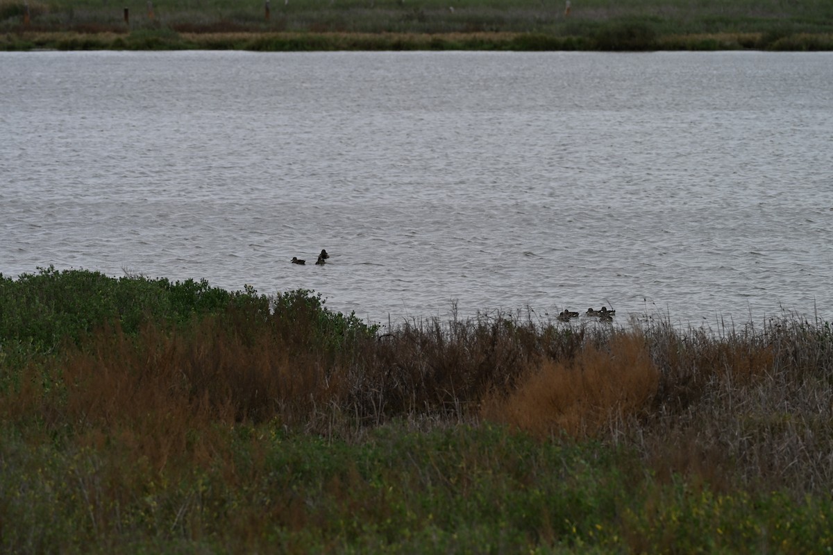 čírka modrokřídlá - ML646158606