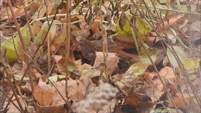 Fox Sparrow - ML646158610