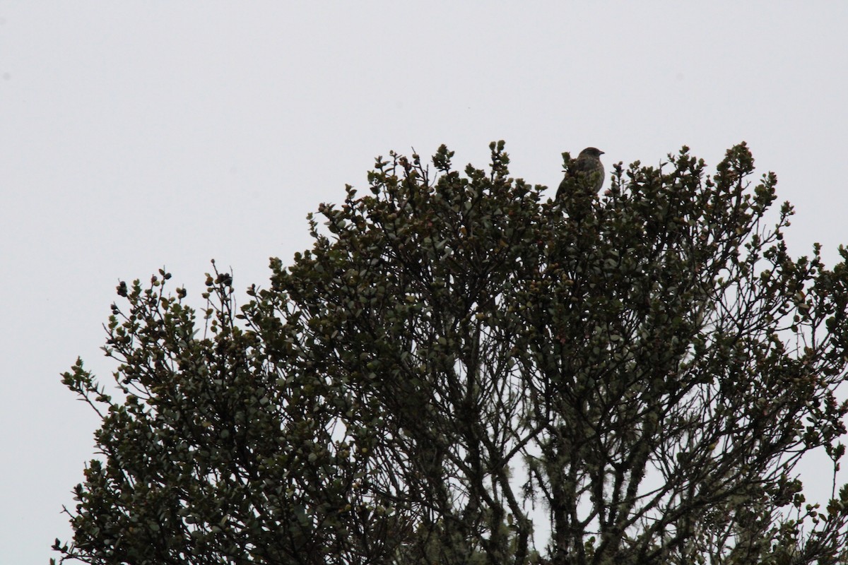 Red-crested Cotinga - ML646158611