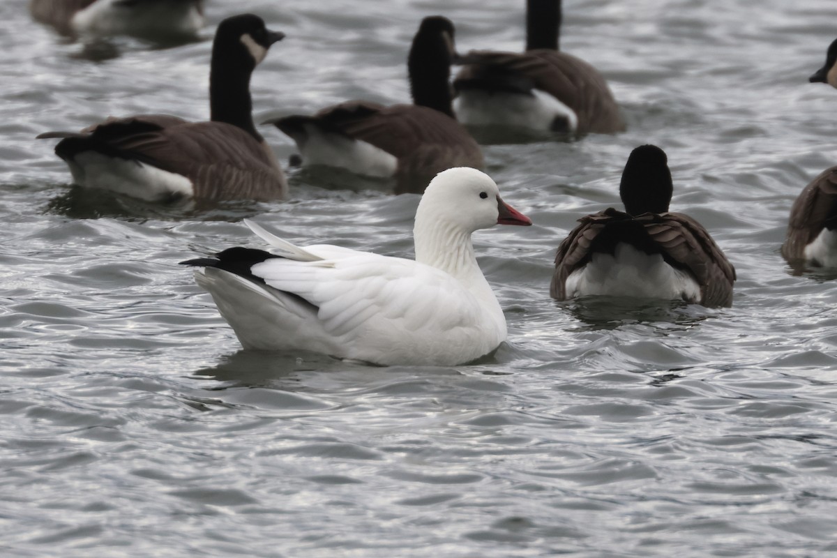 Snow Goose - ML646158612