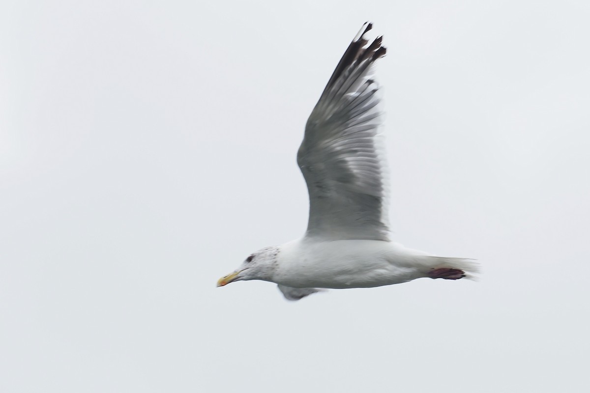 西伯利亞銀鷗 - ML646158613