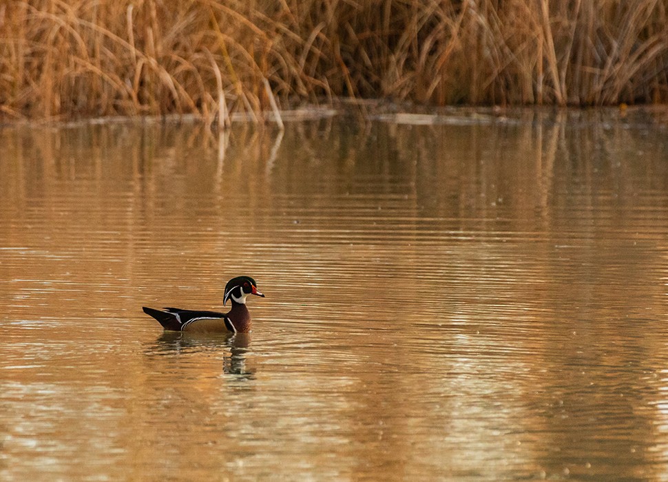 美洲鴛鴦 - ML646158624
