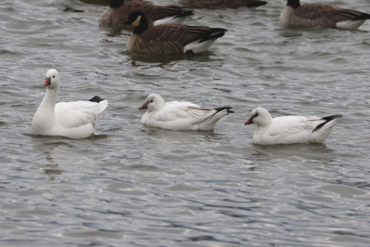 Snow Goose - ML646158630