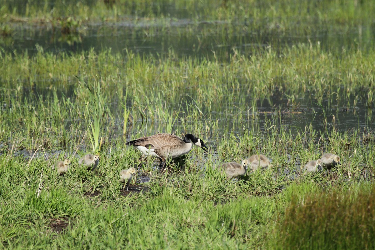 ברנטה קנדית - ML646158631