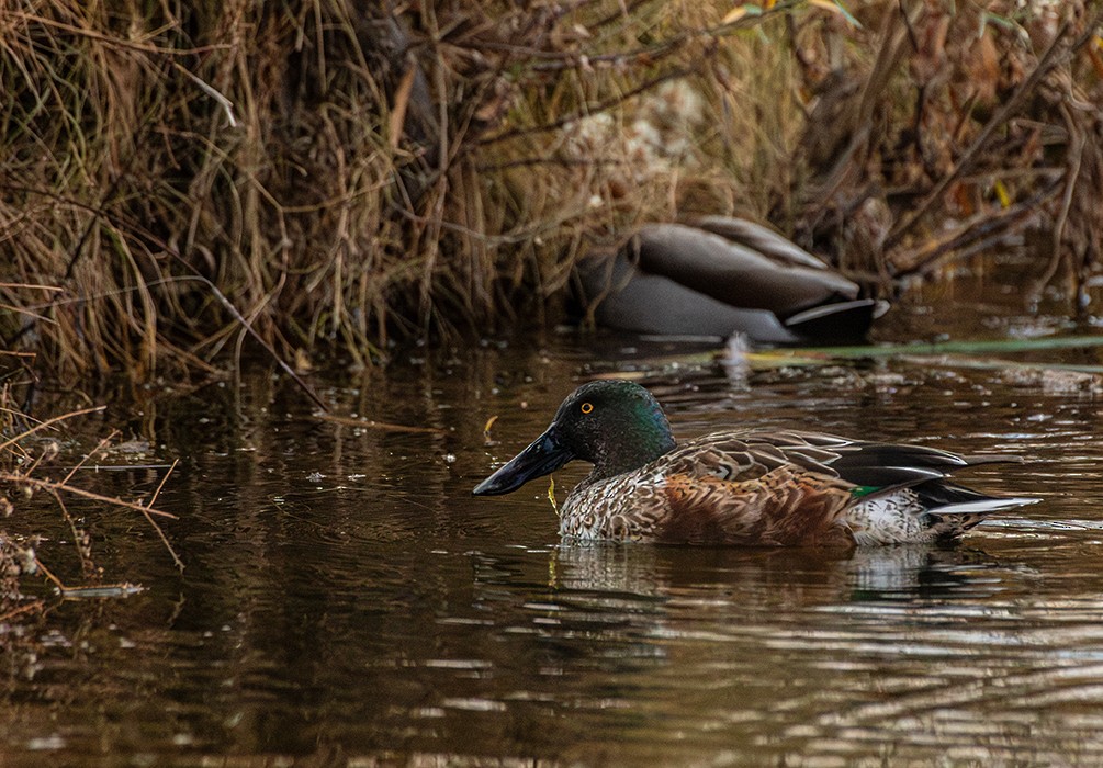 琵嘴鴨 - ML646158635