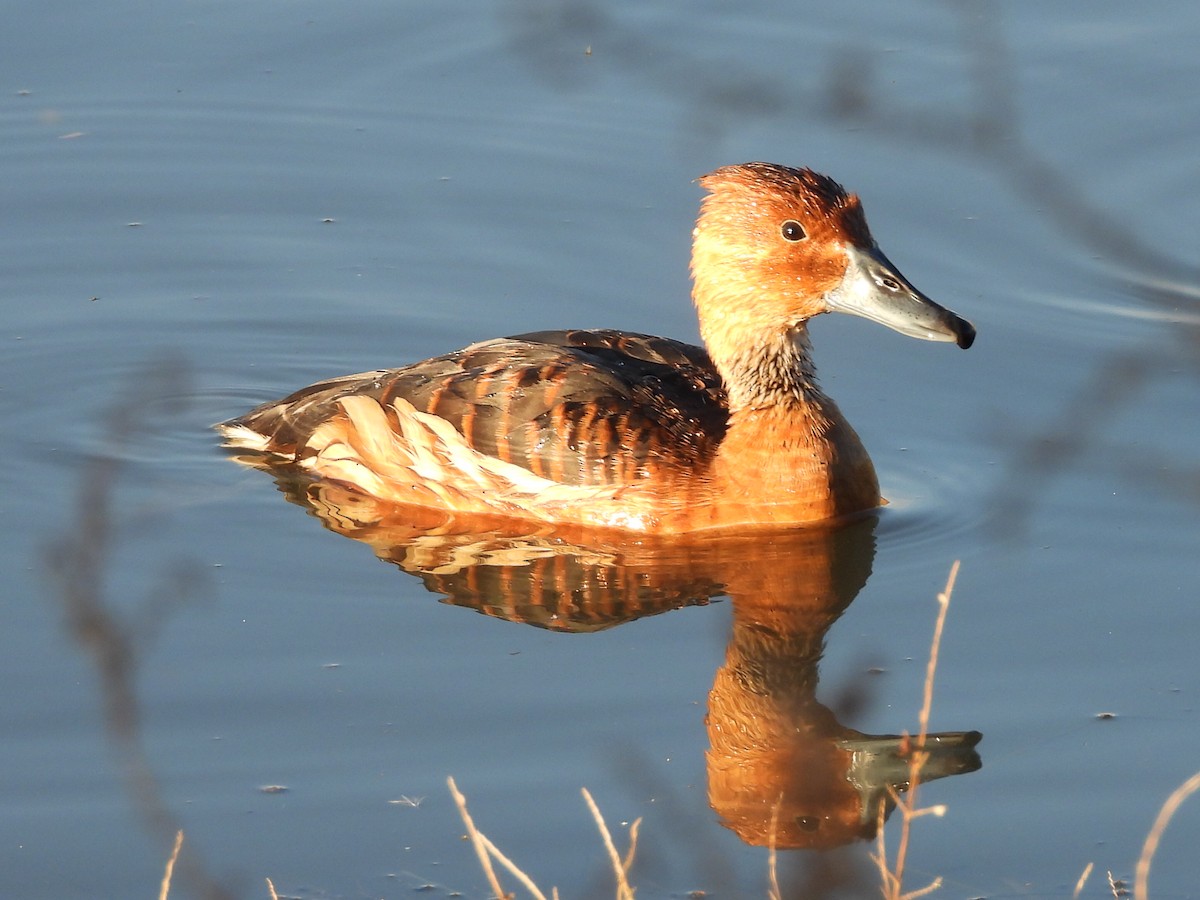 husička bažinná - ML646158636
