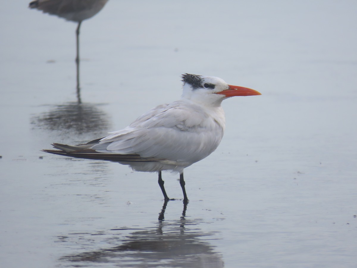 Royal Tern - ML646158638