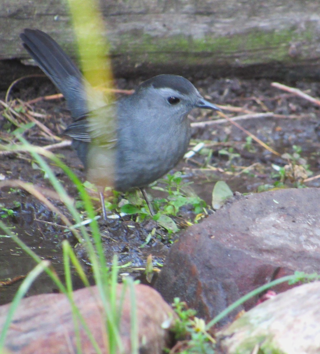 Gray Catbird - ML646158641
