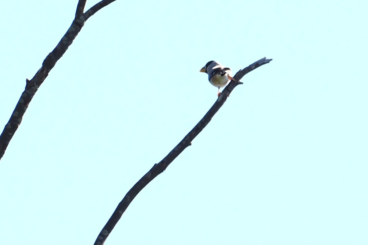 桑鳲 - ML646158647